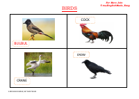 BIRDS.pdf